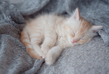 Cute little red kitten sleeps on fur blanket