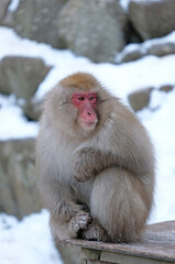 Snow monkey in Nagano prefecture, Japan