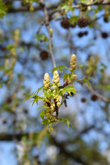 American sweetgum flower buds
