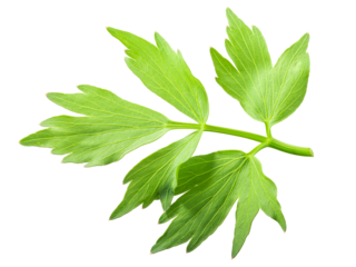Lovage leaflet (Levisticum officinale foliage), isolated png