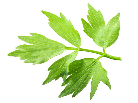 Lovage leaflet (Levisticum officinale foliage), isolated png