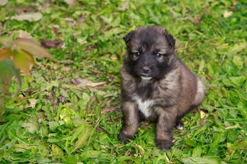 Puppy breed Alabai