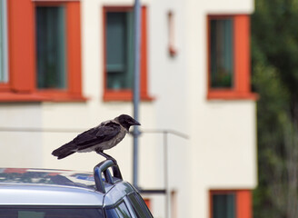 crow on the street