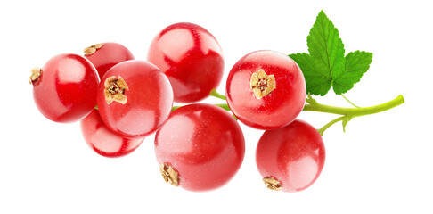Red currant