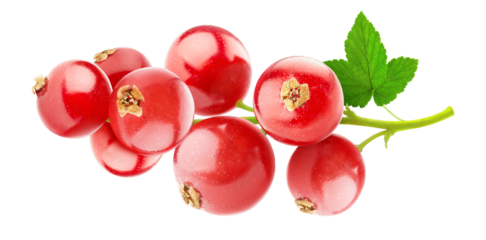 Red currant