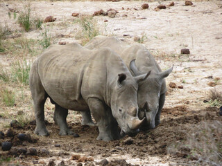 Naklejka premium Rinoceronte blanco.
