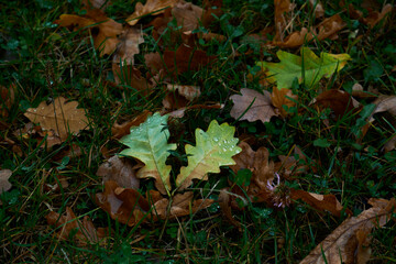 fallen oak leaves in the grass