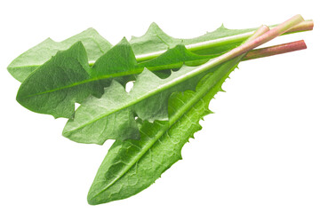Fresh Dandelion leaves (Taraxacum officinale), isolated png
