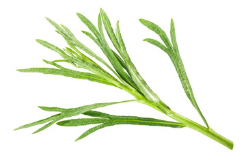 French Tarragon (Artemisia dracunculus) sprig, isolated png