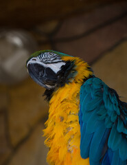 Close up photo of a blue and yellow macaw ara. 