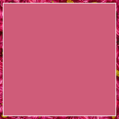 Watercolor hand drawn cosmea flower square frame in trendy color viva magenta. Elements isolated on white background