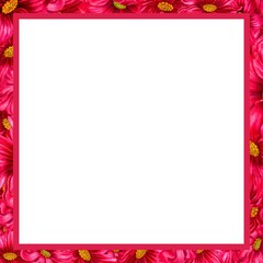 Watercolor hand drawn cosmea flower square frame in trendy color viva magenta. Elements isolated on white background