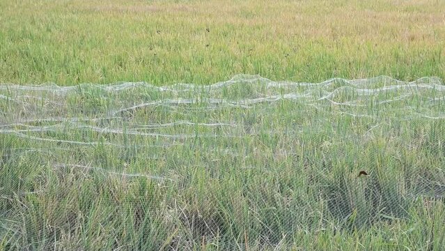 A group of Sparrows flew up and ate rice around the rice paddies.