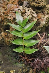green tropical plant with lots of leaves