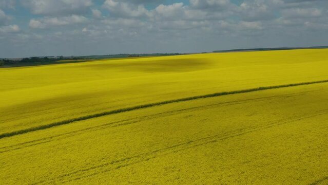Yellow canola field. Field of blooming rapeseed aerial view. Farm tractor cultivates the field with fertilizer. Yellow rapeseed flowers and sky with clouds above them. Shot by a drone. 4K