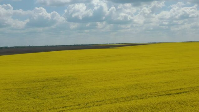Yellow canola field. Field of blooming rapeseed aerial view. Farm tractor cultivates the field with fertilizer. Yellow rapeseed flowers and sky with clouds above them. Shot by a drone. 4K