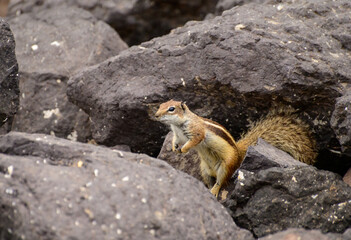 Chipmunk or barbary ground squirrel animal sits on dark lava stones on Fuerteventura, Canary Islands, Spain