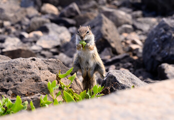 Chipmunk or barbary ground squirrel animal sits on dark lava stones on Fuerteventura, Canary Islands, Spain