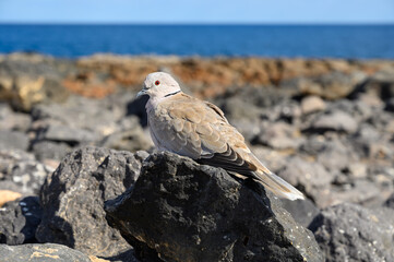 Wild dove bird sits on dark lava stones on Fuerteventura, Canary Islands, Spain