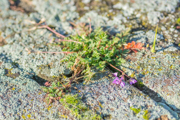 Petrovaradin fortress in winter without snow. Moss on the wall of the Petrovaradin fortress, wet with the first morning dew.