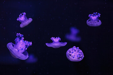 Obraz na płótnie Canvas macro shooting under water mediterranean jellyfish