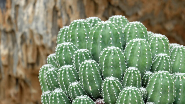 Closeup photo of a green cacti cluster, growing closely together.