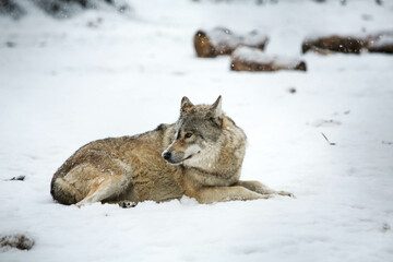 Gray wolf in the snow