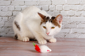 beautiful white cat lies with toys close-up
