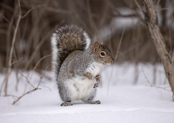 Squirrel standing on snow