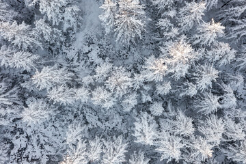 Aerial photo of the winter forest. Beautiful woodland landscape with trees in the snow. Top view of snow-covered larch trees. Cold snowy winter weather. Travel to the Far North. Natural background.