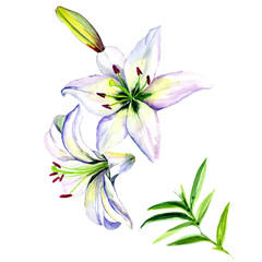 
Watercolor lily isolated on white background.