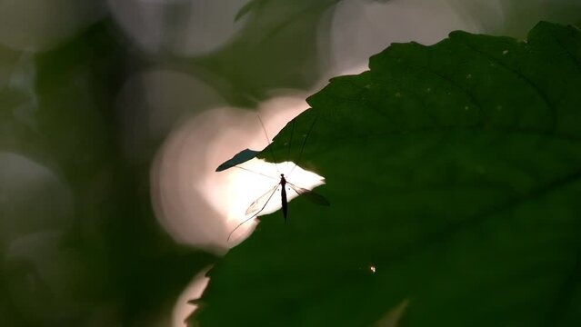 Crane Fly Resting On Leaf At Sunrise
