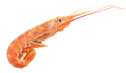 Big shrimp on a transparent background. Frozen foods concept. isolated object. Element for design