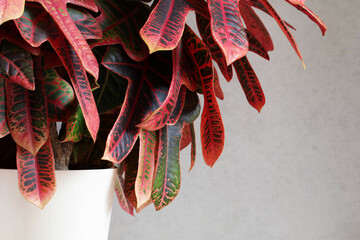 natural background with red leaves croton close-up, home plant.
