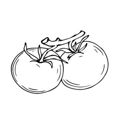 Linear sketch of tomato vegetable.Vector graphics.	
