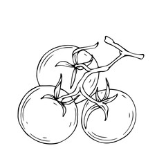 Linear sketch of tomato vegetable.Vector graphics.	