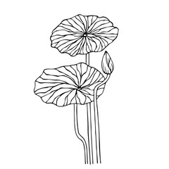 Linear sketch of lotus flowers,buds and leaves.Vector graphics.