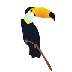 Pélican. cute little colorful birds isolated on white background