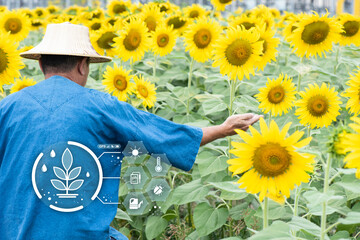 Farmer caring sunflowers trees for quality according to smart farmer and icons.