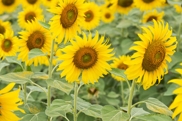 Fototapeta na wymiar Smart famer with sunflowers field on nature background.