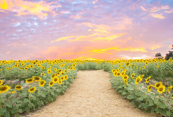 Smart famer with sunflowers field on nature background.