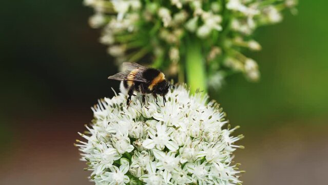 Bee On White Onion Flowers In Summer Garden