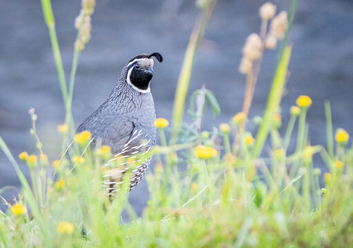 California quail in beach area with foliage