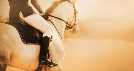 A white, fast, beautiful horse with a rider in the saddle gallops to meet the morning sunlight....
