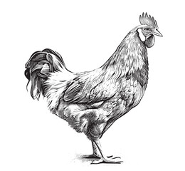 Chicken hen rooster farm hand drawn sketch engraving style Vector illustration © BigJoy