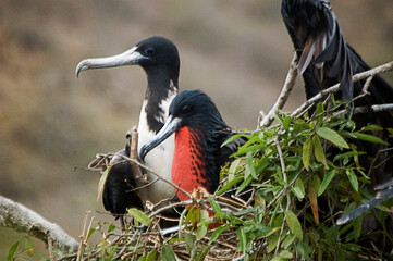 Nest with magnificent frigatebird, one of them a female with her characteristic striking red gular sac