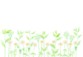 Fototapeta na wymiar 野原に白い小さな花が咲く背景イラスト。水彩絵の具で描いたボタニカルイラスト。