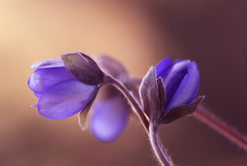 Wiosenne kwiaty - Przylaszczka