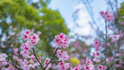 沖縄で日本一早く開花し始めたピンク色の寒緋桜の花	