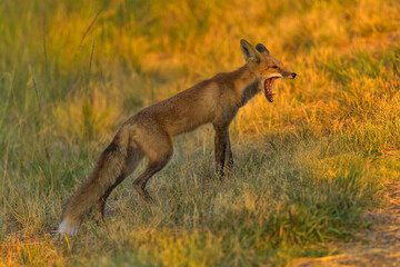 Yawning Red Fox - A closeup view of a young Red Fox yawning at a mountain meadow on a golden Autumn evening. North Table Mountain, Denver-Golden-Arvada, Colorado, USA.